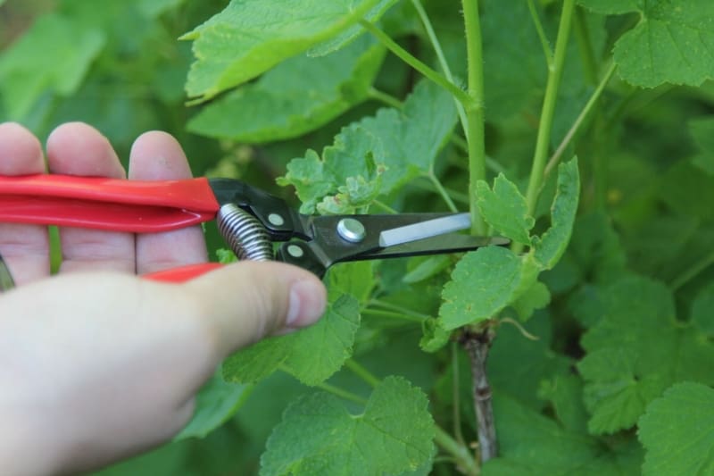 ARS 300L Hand Snips RED
