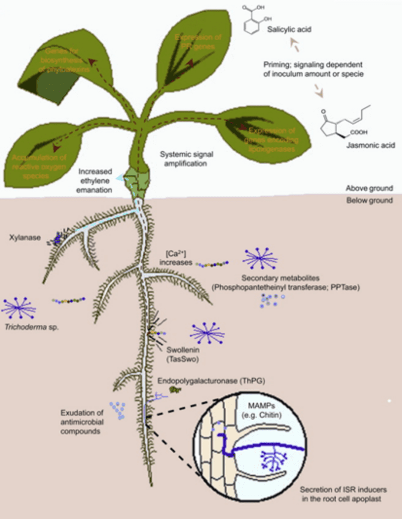 A diagram showcasing how Trichoderma can stimulate a plants defense