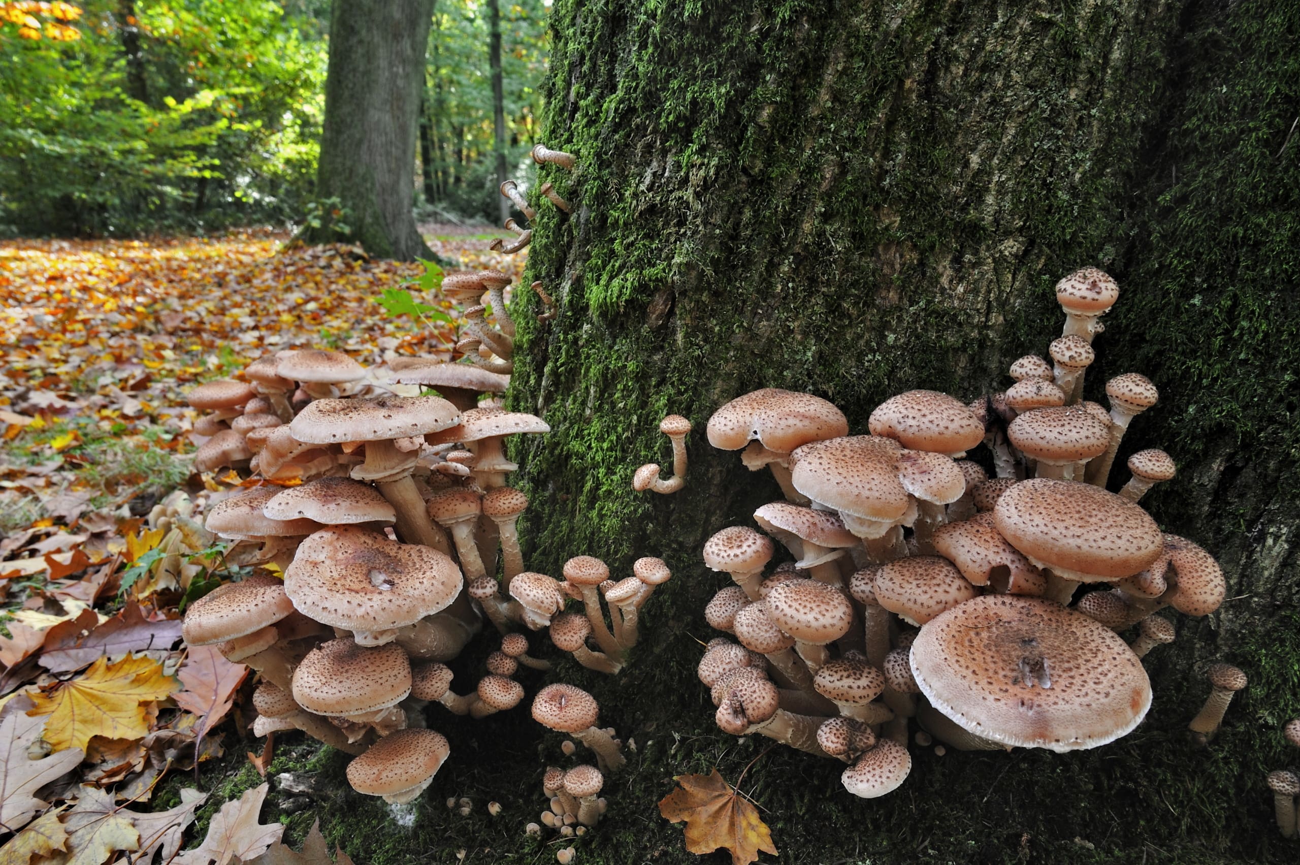 Dark honey fungus (Armillaria solidipes / Armillaria ostoyae) at base of infected tree